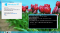 winver and Command Prompt