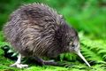 This is a Kiwi.